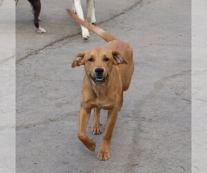 Boxer-Unknown Mix Dogs for adoption in Burnsville, MN, USA