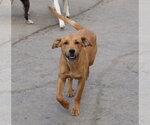 Small Boxer Mix