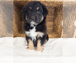 Small Photo #1 Australian Shepherd Puppy For Sale in UNIONVILLE, IA, USA