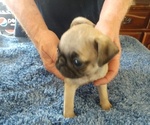 Small Photo #4 Pug Puppy For Sale in BRIDGMAN, MI, USA