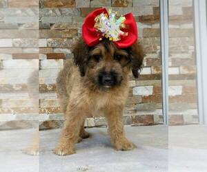 F2 Aussiedoodle Puppy for sale in KISSIMMEE, FL, USA