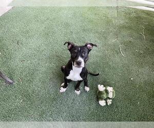 American Pit Bull Terrier-Unknown Mix Dogs for adoption in Corona, CA, USA