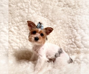 Father of the Yorkshire Terrier puppies born on 04/24/2026