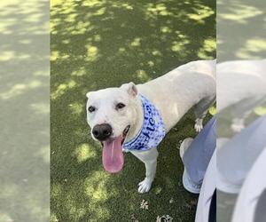 English Foxhound-Labrador Retriever Mix Dogs for adoption in San Martin, CA, USA