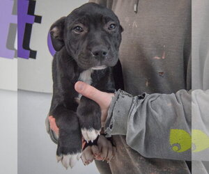 Megan - Female American Staffordshire Terrier-Unknown Mix Dog for Adoption - Photo #9