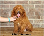 Small Photo #1 Cockapoo (Miniature) Puppy For Sale in CLARKRANGE, TN, USA