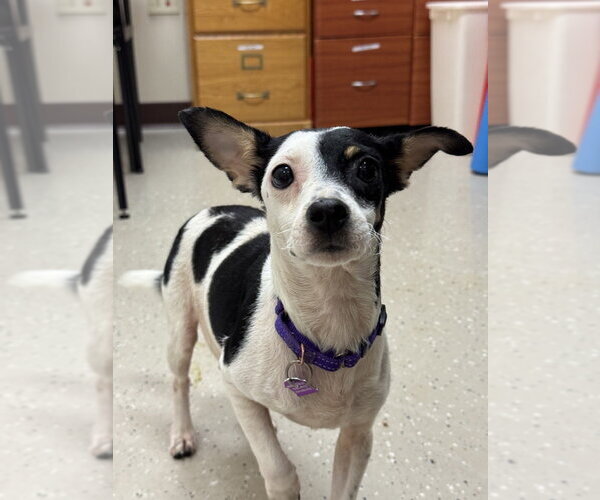 Medium Photo #3 Chihuahua-Unknown Mix Puppy For Sale in Mundelein, IL, USA