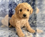 Puppy Puppy 5 Cavapoo (Miniature)