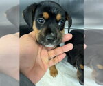 A436156 - Female Rottweiler-Unknown Mix Dog for Adoption - Small photo