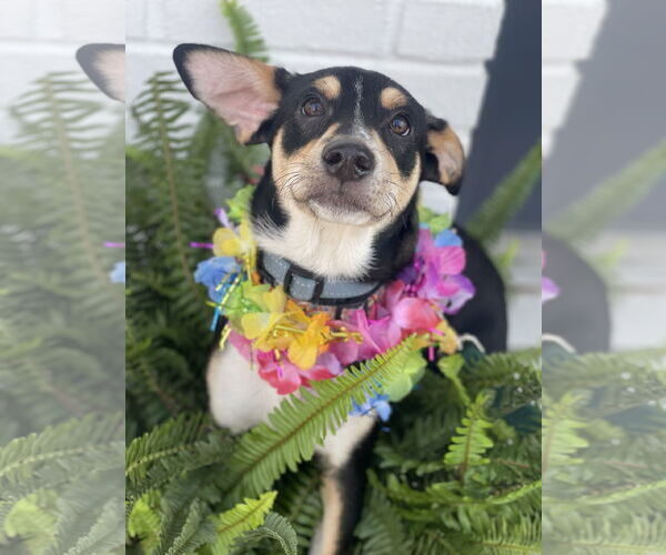 Medium Photo #8 Rat Terrier-Unknown Mix Puppy For Sale in Mount Laurel, NJ, USA