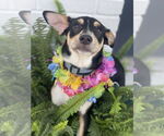 Small #7 Rat Terrier Mix