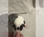 Small #1 Boston Terrier