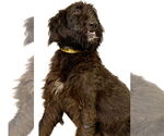 Small #3 Mutt