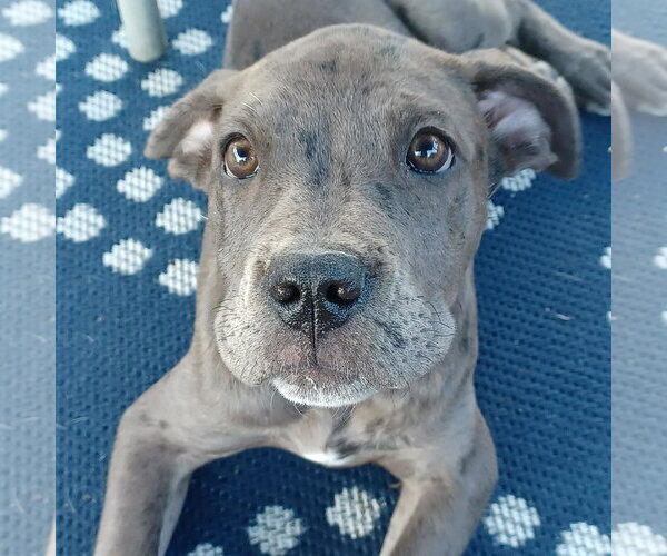 Medium Photo #2 Great Dane-Unknown Mix Puppy For Sale in Huntersville, NC, USA