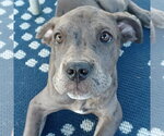 Small #1 Great Dane Mix