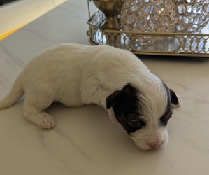 Havanese Puppy for sale in HYATTSVILLE, MD, USA