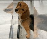 Small Photo #1 Beagle-Unknown Mix Puppy For Sale in Rockaway, NJ, USA