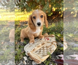 Dachshund Puppy for sale in MIDDLEBURY, IN, USA