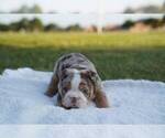 Puppy 10 English Bulldog