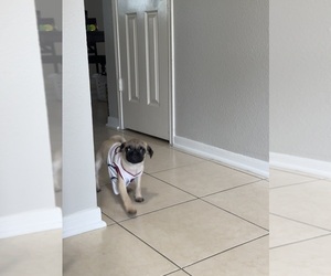 Pug Puppy for sale in HOUSTON, TX, USA