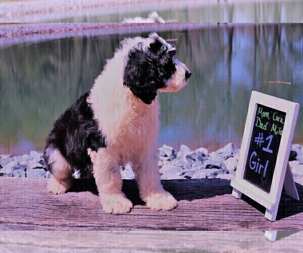 Medium Photo #9 Sheepadoodle Puppy For Sale in STANLEY, VA, USA