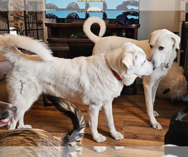 Medium Photo #7 Great Pyrenees Puppy For Sale in Bountiful, UT, USA