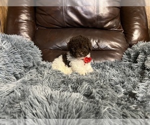 Poodle (Toy) Puppy for sale in JEFFERSONVILLE, IN, USA