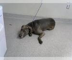 Small American Bandogge mastiff