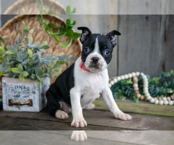 Medium Photo #8 Boston Terrier Puppy For Sale in MILLERSBURG, OH, USA