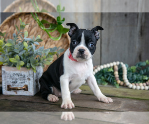 Medium Boston Terrier