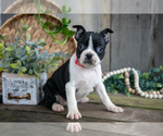 Puppy Petunia Boston Terrier