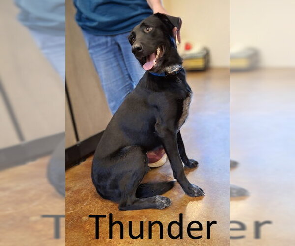 Medium Photo #1 Catahoula Leopard Dog-Labrador Retriever Mix Puppy For Sale in Mountain View, AR, USA