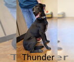 Small Catahoula Leopard Dog-Labrador Retriever Mix