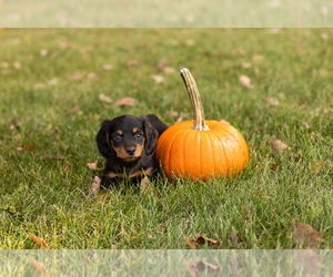 Dachshund Puppy for sale in MILFORD, IN, USA