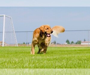 Father of the Golden Retriever puppies born on 02/25/2026