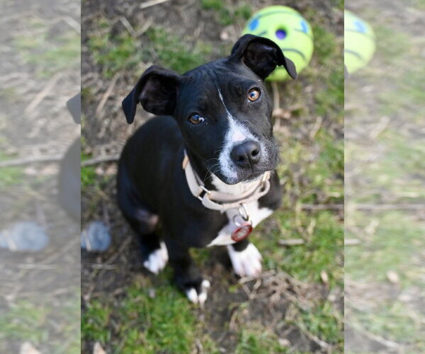 Medium Photo #1 Boston Huahua Puppy For Sale in Wakefield, RI, USA