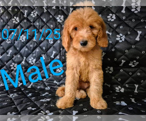 Goldendoodle (Miniature) Puppy for sale in NOVI, MI, USA