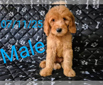 Small Goldendoodle (Miniature)
