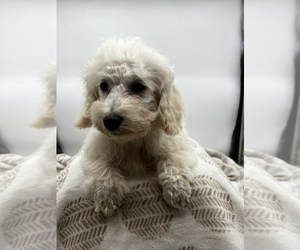 ShihPoo Puppy for sale in MUNDELEIN, IL, USA