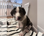 Small Photo #11 Great Dane Puppy For Sale in WILLIS, TX, USA