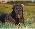 Small Photo #7 Cane Corso Puppy For Sale in RICHMOND, TX, USA