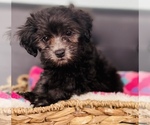 Small ShihPoo