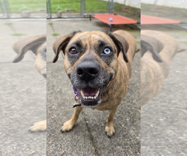 Medium Photo #9 Plott Hound-Unknown Mix Puppy For Sale in Rockaway, NJ, USA