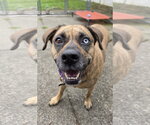 Small #8 Plott Hound Mix