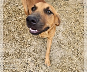 Catahoula Leopard Dog Puppy for sale in CUMBY, TX, USA