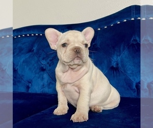 French Bulldog Puppy for sale in HOUSTON, TX, USA