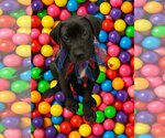Small #3 Labrador Retriever Mix
