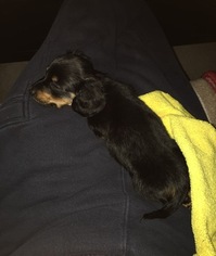 Dachshund Puppy for sale in AMBLER, PA, USA