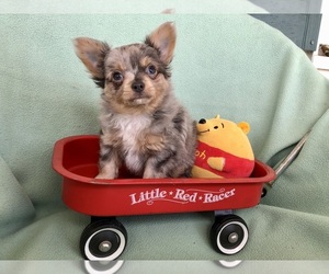 Chihuahua Puppy for sale in NEWVILLE, PA, USA