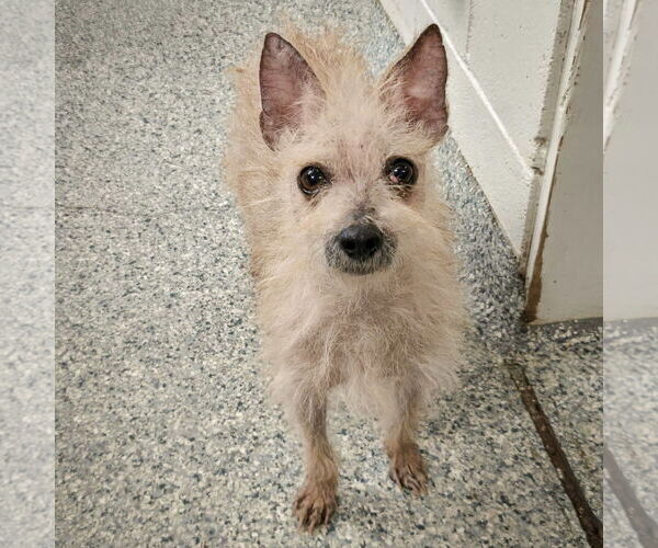 Medium Photo #3 Chihuahua-Unknown Mix Puppy For Sale in Huntley, IL, USA